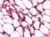 ETS1 Primary Antibody MP30018  [M8A8]