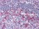 CD69 Primary Antibody MP30021 [M8B6]