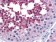 CDC25C Primary Antibody MP30022 [M1F12]