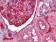 A1BG Primary Antibody MP30025 [M4B5]