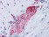 SYP Primary Antibody MP30032 [M7H12]