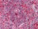 ARNTL Primary Antibody MP30033 [M1C5]