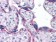 CDH2 Primary Antibody MP30042 [M5D5]