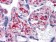 VCAM1 Primary Antibody MP30045 [M6G9]
