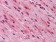 GATA3 Primary Antibody MP30050 [M7B5]
