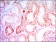 PTH1R Primary Antibody MP30085 [M4D2]