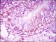 NR3C1 Primary Antibody MP30158 [M6E6]