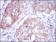 MTHFR Primary Antibody MP30204 [M5D3]