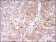 BLNK Primary Antibody MP30232 [M5G9]