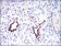 GKAP Primary Antibody MP30238 [M3G4]