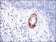 GKAP Primary Antibody MP30238 [M3G4]