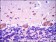 SMAD2 Primary Antibody MP30242 [M5G7]