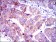 SMAD2 Primary Antibody MP30242 [M5G7]