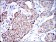 AIF Primary Antibody MP30245 [M4E7]