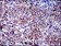 AIF Primary Antibody MP30245 [M4E7]