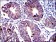 AIF Primary Antibody MP30245 [M4E7]