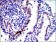 c-Jun Primary Antibody MP30246 [M5B1]