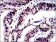 c-Jun Primary Antibody MP30246 [M5B1]
