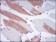 LMNA Primary Antibody MP30247 [M4E7]