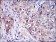 IRAK4 Primary Antibody MP30248 [M2H9]