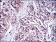 IRAK4 Primary Antibody MP30248 [M2H9]