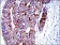 KRT19 Primary Antibody MP30249 [M4E8]