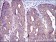 C-CBL Primary Antibody MP30250 [M3B12]
