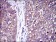 C-CBL Primary Antibody MP30250 [M3B12]