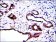 PRK2 Primary Antibody MP30252 [M1D1]
