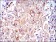PRK2 Primary Antibody MP30252 [M1D1]