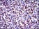 c-Jun Primary Antibody MP30254 [M4H9]