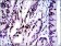 c-Jun Primary Antibody MP30254 [M4H9]