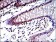 PSMB8 Primary Antibody MP30255 [M1A5]