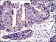 CRK Primary Antibody MP30256 [M3G11C1]