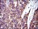 CRK Primary Antibody MP30256 [M3G11C1]