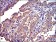 CRK Primary Antibody MP30257 [M3G11E8]