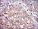 CRK Primary Antibody MP30257 [M3G11E8]