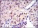 MCM2 Primary Antibody MP30260 [M2B3]