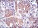 MAPK3 Primary Antibody MP30261 [M1E5]