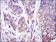 MAPK3 Primary Antibody MP30261 [M1E5]