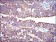 PHB Primary Antibody MP30264 [M5H7]