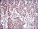 PHB Primary Antibody MP30264 [M5H7]
