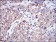 PHB Primary Antibody MP30264 [M5H7]