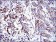 PHB Primary Antibody MP30264 [M5H7]