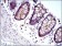 JUP Primary Antibody MP30270 [M4C12]