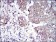 JUP Primary Antibody MP30270 [M4C12]