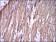 TNNI2 Primary Antibody MP30276 [M2F12A11]