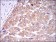 CASP8 Primary Antibody MP30279 [M1H11]