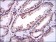 UBE2I Primary Antibody MP30281 [M1B10]