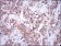 UBE2I Primary Antibody MP30281 [M1B10]